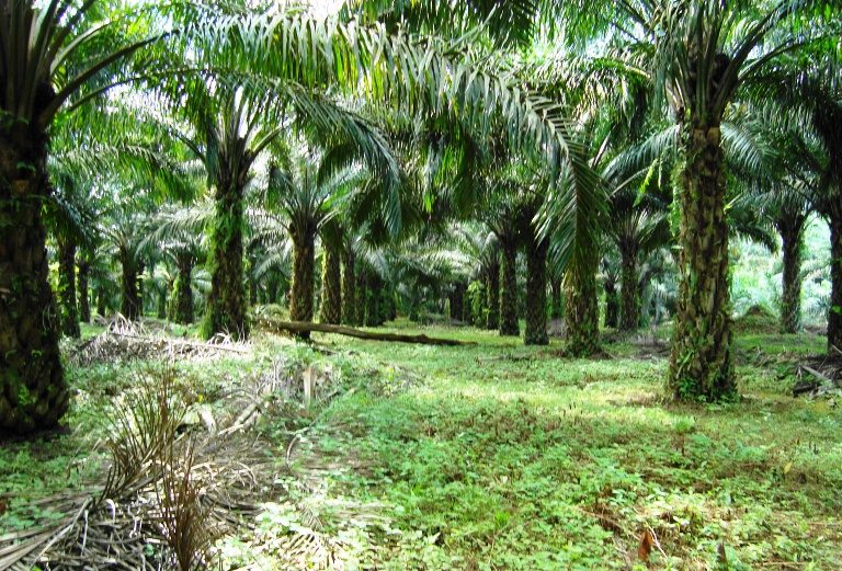 Kader PAN Pemecah Rekor Pemberi Izin Perkebunan