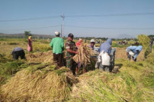 Babinsa Panji Lor Tetap Bersama Para Petani Dalam Panen Padi