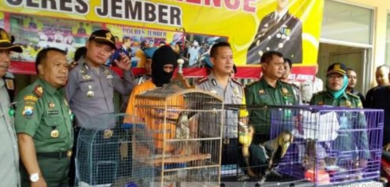Polres Jember Amankan Pelaku Perdagangan Jual Beli Satwa Langka lewat Internet