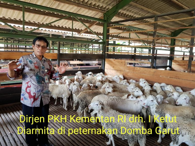 I Ketut Diarmita : Ekspor Kambing Mengalami Kenaikan Yang Signifikan
