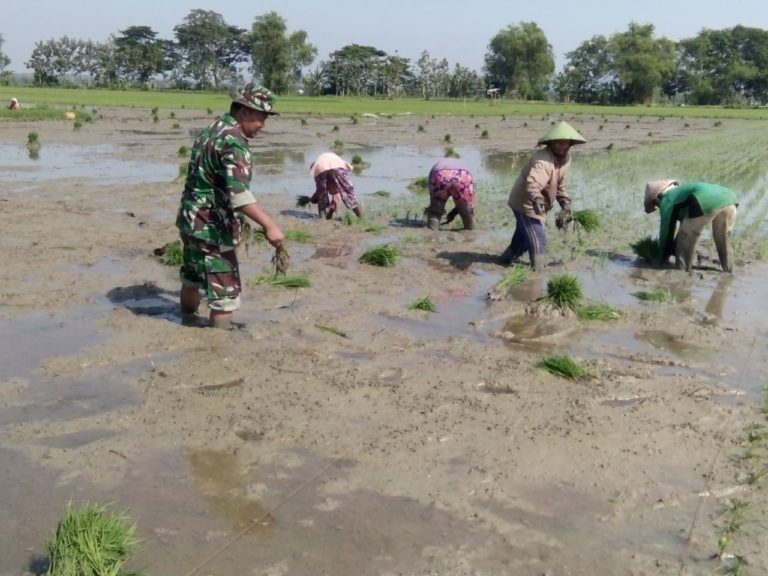 Babinsa Pos Ramil Gayam, Terus Dorong Petani Lokal Dalam Program UPSUS PAJALE