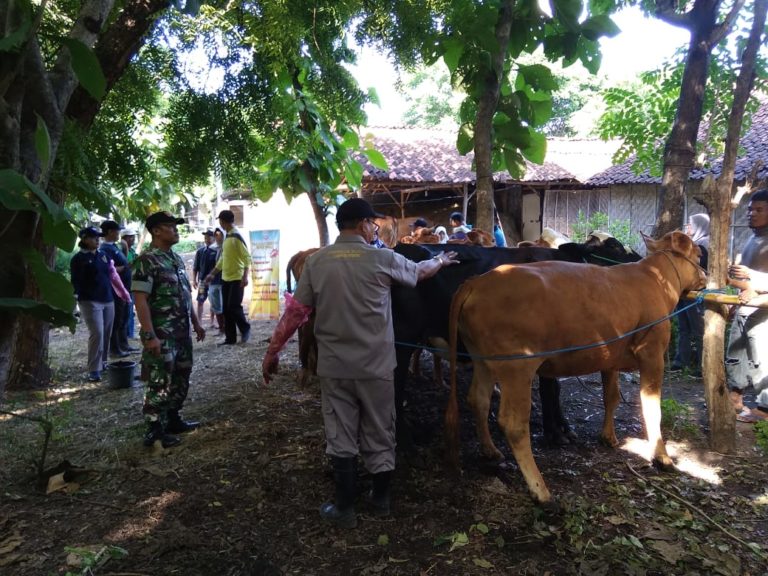 Dinas Kesehatan Hewan Bersama Babinsa Koramil 0823/05 Panarukan Mengadakan UPSUS SIWAB