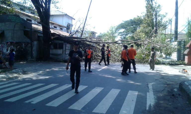 Pohon Tumbang menimpa Sebuah Warung Yang Sedang Tutup