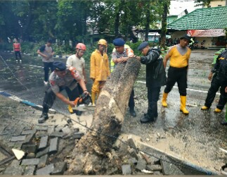 BRIMOB POLDA JATIM EVAKUASI POHON TUMBANG DI BOJONEGORO