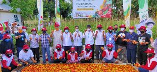 Pupuk Non Subsidi NPK Phonska Plus Dongkrak Produktivitas Tomat.