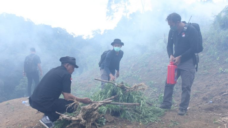 Ladang Ganja Jaringan Mandailing Natal Dimusnahkan Bareskrim Polri