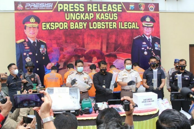 Polresta Sidoarjo Gagalkan Pengiriman Baby Lobster Ilegal di Bandara Juanda
