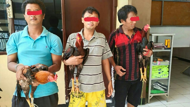 Judi Sabung Ayam Digrebek Polisi di Pragoto