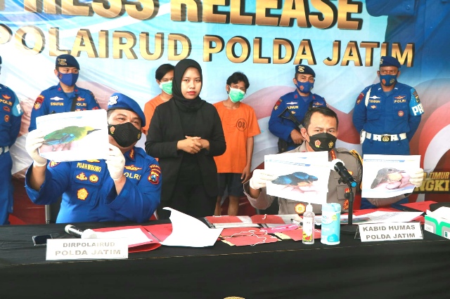 Ditpolairud Polda Jatim Bekuk Pelaku Penyelundupan dan Perdagangan Satwa Dilindungi