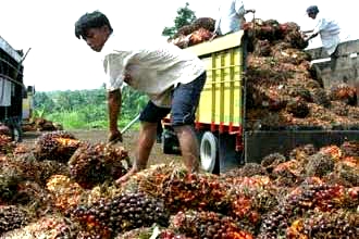 Cabut Larangan Ekspor, Petani Kelapa Sawit Ucapkan Terima Kasih ke Jokowi