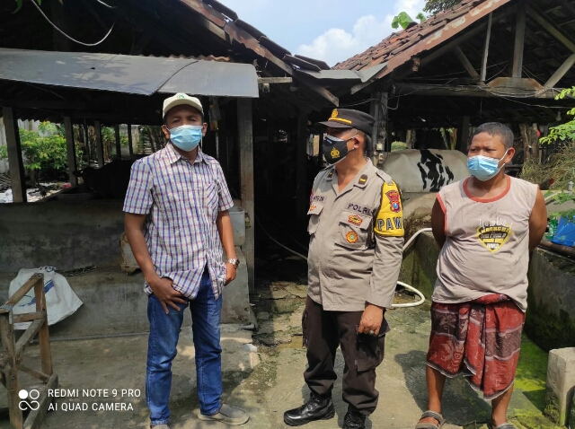 Pengecekan Tempat Pemeliharaan Hewan Ternak dalam Antisipasi PMK dilakukan Polsek Wonocolo