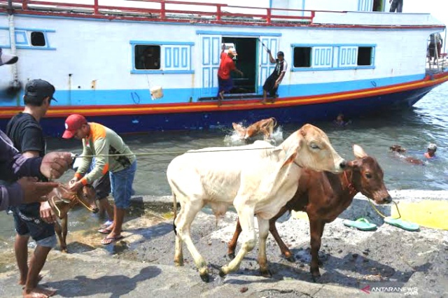 Peredaran Hewan Ternak Melalui Dermaga Tikus Mendapat Pengawasan Ditpolairud Polda Jatim