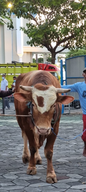 Khofifah Kurban 1 Ton Sapi untuk Tujuh Gubernur  Jatim Pendahulunya