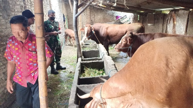 Jelang Hari Raya Qurban Koramil 0816/04 Porong dan Tenaga Medis Pantau Hewan Ternak