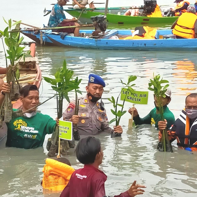 Peduli Lingkungan, Polisi di Gresik Tanam Pohon Mangrove