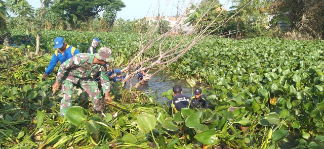 TNI – Polri dan Forkopimda Karya Bakti Bersihkan Enceng Gondok di Bengawan Njero