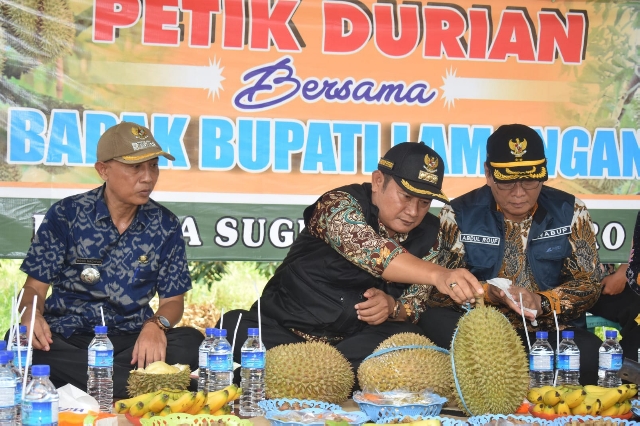 Lezatnya Durian  Sugihan, Potensi Baru Agrowisata Buah di Lamongan