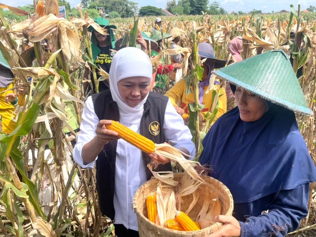 Panen Jagung Reog 234 di Ponorogo, Khofifah: Hasilkan 12,4 Ton per Hektar