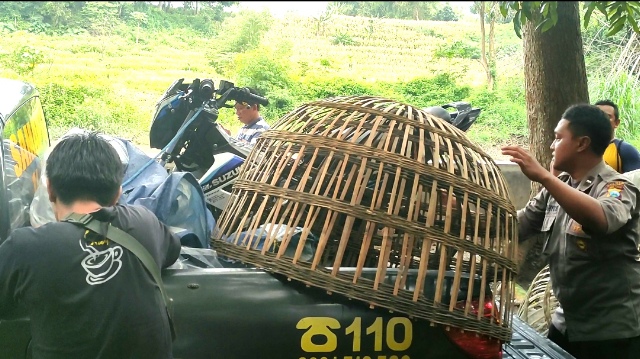 Judi Sabung Ayam di Mojokerto Digrebek Polisi
