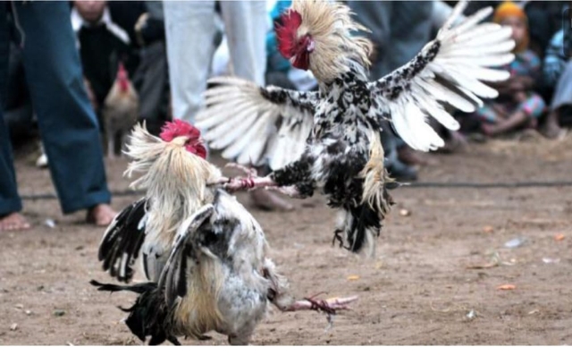 Istimewa Judi Sabung Ayam Pasar Patok Dengkol akan Diresmikan