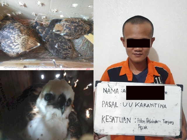 Seorang Pelaku Ditangkap Polisi saat Membawa Hewan yang Dilindungi dengan Tidak Menunjukkan Surat Ijin dari Petugas Karantina Hewan