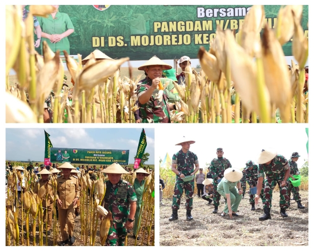 Tingkatkan Ketahanan Pangan Nasional, Pangdam V/Brawijaya Bersama Dandim 0812 Hadiri Panen Raya Jagung di Modo