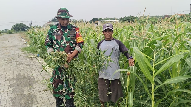 Perawatan Tanaman Jagung Petani Bersama Babinsa Wujudkan Ketahanan Pangan di Daerah