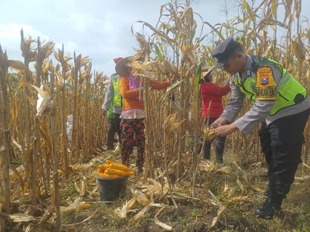 Pak Bhabin Bantu Petani Bojonegoro Panen Jagung dalam Mendorong Produksi Pangan