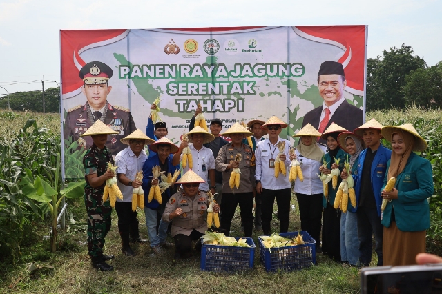 Dalam Rangka Swasembada Pangan, Polres Pelabuhan Tanjung Perak Ajak Mahasiswa Panen Jagung di Tambak Wedi