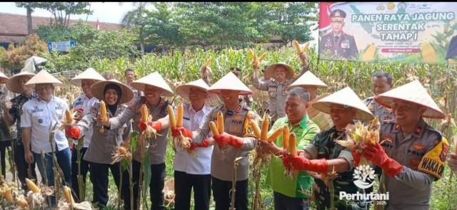 Dukung Ketahanan Pangan, Polres Jember Gelar Panen Raya Jagung Serentak