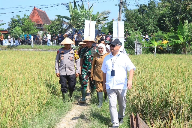 Kapolda Jatim Bersama Forkopimda Panen Raya Padi di Ngawi dalam Mendukung Ketahanan Pangan