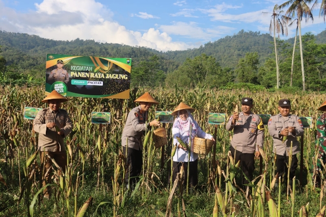 Panen Jagung Wujudkan Ketahanan Pangan Nasional antara Polres Pacitan bersama Warga Tani