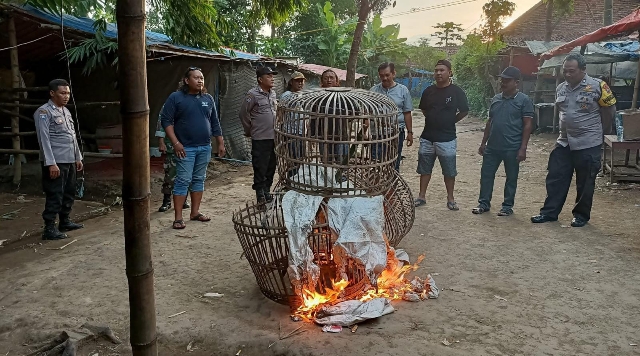 Polres Nganjuk Klarifikasi Dugaan Sabung Ayam di Desa Klurahan, Kecamatan Ngronggot