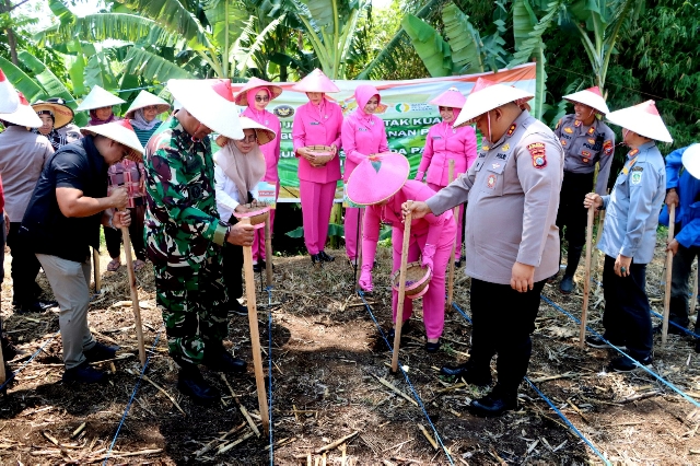 Dukung Swasembada Pangan, Polres Pasuruan Gelar Penanaman Jagung Serentak Kuartal IV di Desa Martopuro