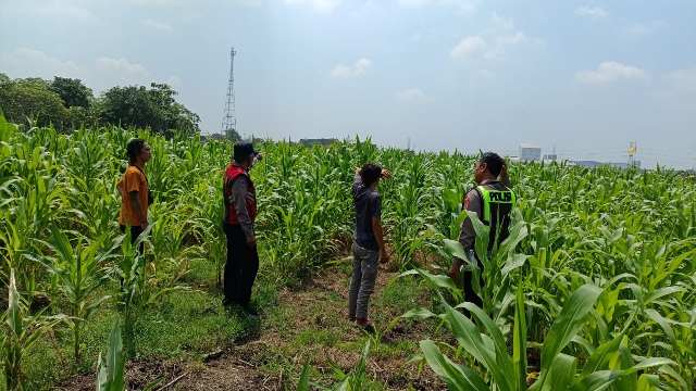 Polresta Sidoarjo Optimalkan Swasembada Pangan, Dampingi Petani Jagung di Krembung