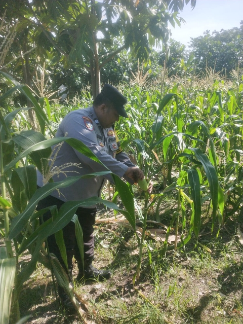 Polsek Jambangan dan  Warga  Melaksanakan Panen Jagung di Lahan BTKD untuk Ketahanan Pangan Surabaya