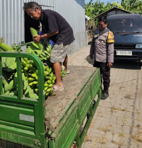 Panen Buah, Polres Pelabuhan Tanjung Perak Perkuat Ketahanan Pangan Lewat Hortikultura Pisang